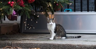 Проинспектировал ель и вызвал ажиотаж: главный мышелов Великобритании встречает 17-е Рождество