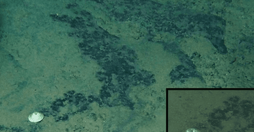 Рекордное открытие в Тихом океане: ученые нашли неизвестный вид на глубине 6 тысяч метров (фото)