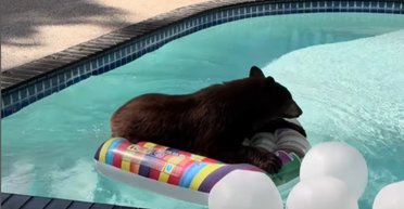 Дикий ведмідь втомлюється від спеки і плескається в чужому басейні (відео)