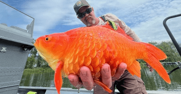 Схожий на монстра: чоловік упіймав величезну 30-кілограмову золоту рибку (фото)