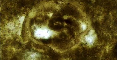 У скам'янілих фекаліях першого хижака на Землі знайшли паразитів: їхні яйця розрізали вчені