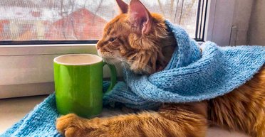 Бодрые лапы. Пять способов сохранить здоровье кота в квартире