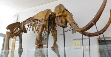 След единорога. Какие скелеты можно найти в шкафах музея в центре Киева