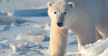 К мишкам на Севере. Как в Киеве купить оружие для Шпицберегена