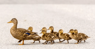 "Це якесь кіно": качка з виводком на перехресті здивувала містян (фото)