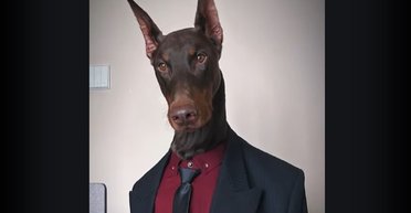 Доберман із Китаю став моделлю і демонструє одяг для людей (відео)
