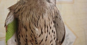 Атакував російський дрон і отримав поранення: у Дніпрі рятують пернатого героя Шрайка (фото)