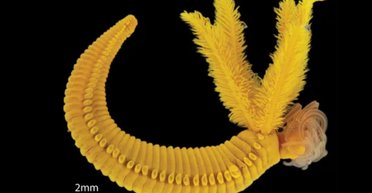 Несподіване відкриття: ця глибоководна тварина бореться з отрутою за допомогою отрути (фото)