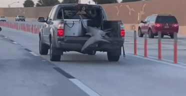 Більше не потрібна вода: величезна акула "осідлала" пікап (відео)