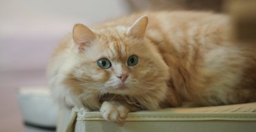 Ученые выяснили, почему кошки мнут лапками