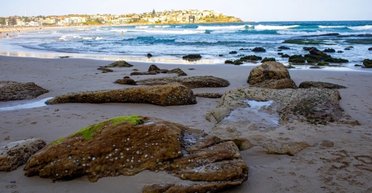 В канализации поселилось "чудище" размером с двух синих китов: выбрасывает на пляж шары из фекалий