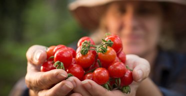Убийственная жара. Как погода в Украине повлияла на овощи и зерновые и ожидать ли дефицита