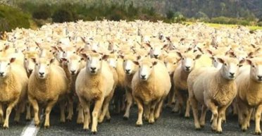 30 секунд на порятунок: тільки люди з ідеальним зором знайдуть вовка серед отари овець (фото)