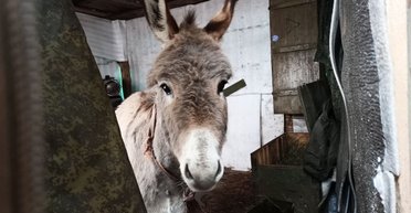 Росіянам видають як транспорт віслюків: у ЗСУ показали несподіваний "трофей" (відео)