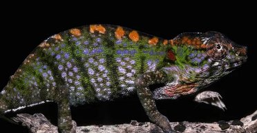 Тварина з найкоротшим життям серед чотирилапих живе лише на одному острові (фото)