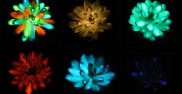 В Китае создали светящиеся суккуленты: растения могут заменить лампочки