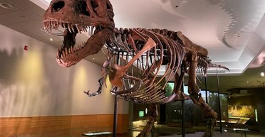 Планетарна катастрофа: чому динозаври знову не виникли після масового вимирання