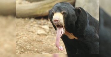 Самого маленького медведя в мире сложно воспринимать серьезно: похож на человека с длинным языком