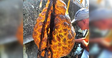 Рыбаки вытащили удивительный оранжевый мешок, который светился изнутри (фото, видео)