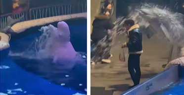 Поліція моралі у дії: чоловік закурив в акваріумі — білуха одразу загасила сигарету (відео)