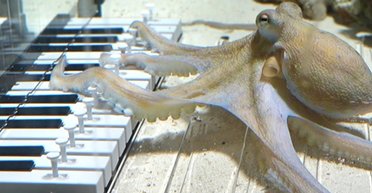 Шведський музикант навчив восьминога грати на піаніно: як йому це вдалося (відео)