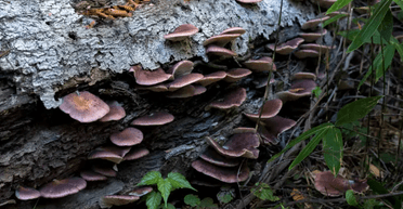 Искусственный интеллект перепутал ядовитые грибы со съедобными: мужчина едва не погиб