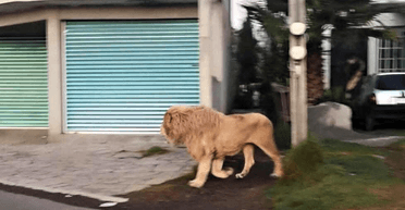 Як у "Джуманджі": величезний лев розгулював вулицями міста (фото)