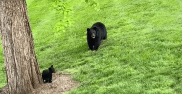 Жінка поставила у саду басейн для дітей: туди залізли незвані "чотирилапі гості" (фото)