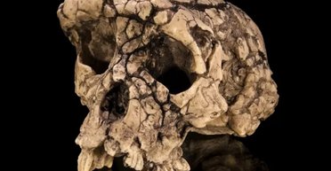 Цей примат, що жив 7 млн років тому, ходив на двох ногах і міг бути предком людини (фото)