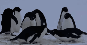 Спорят и дерутся: украинские полярники показали, как выясняют отношения пингвины (видео)