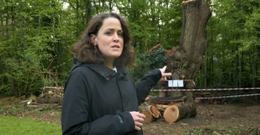 Люди розлючені: стало відомо, чому зрубали 500-річний дуб за 1 млн фунтів (фото)