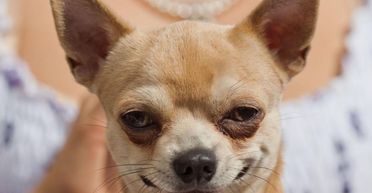 Жінка купила "породистого" собаку чихуахуа за $340: що потім виросло (фото)