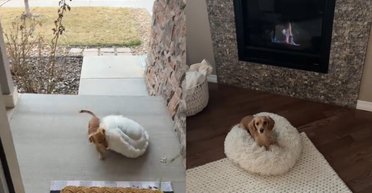 Схема дала "сбой": женщина показала ежедневную традицию собаки, которая удивила людей (видео)