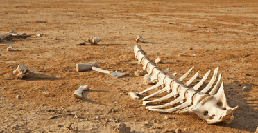 Ученые назвали срок, когда произойдет новое массовое вымирание