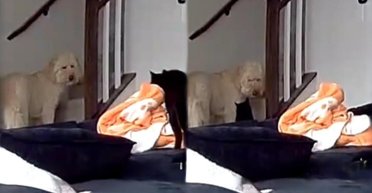 Собака боится грома: сеть покорили трогательные кадры, как ее успокоил во время грозы кот (фото)