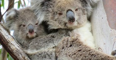 В Австралии снайперы расстреляли с вертолета более 700 коал: названа причина