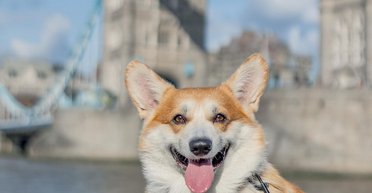 Моделью для памятника Елизавете II стал корги из Украины (фото)