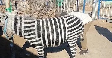 Черговий скандал: у зоопарку "створили" зебр з віслюків, намагаючись привабити людей (фото)