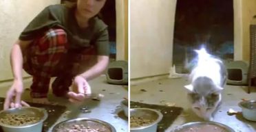 Жінка залишила їжу вуличному коту, а потім побачила дещо незбагненне на прихованій камері