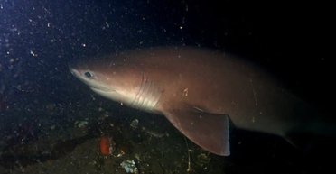 Гігант із безодні: підводний човен OceanX зустрів стародавнього "морського монстра" (відео)