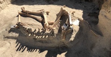 Путаница эпохи. Скелет найденного в Юте "дикого" копытного на самом деле принадлежит обычной лошади