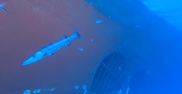 Чоловік злякався не на жарт, побачивши відзняті кадри на дні океану (фото)