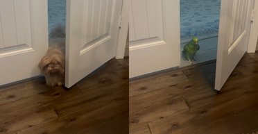 Собака работает, попугай управляет: дуэт животных покорил интернет своим поведением (видео)