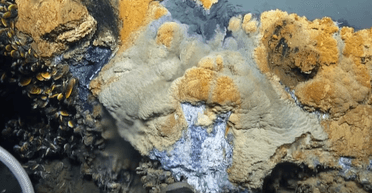 Джакузи отчаяния. Ученые нашли подводное озеро, убивающее практически все живое (видео)