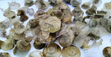 До сих пор не нашли самого интересного: археологи подняли со дна Черного моря более сотни артефактов (фото)