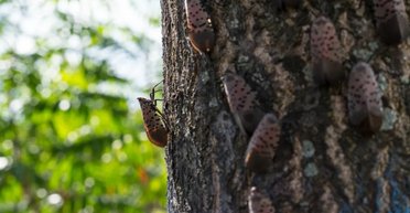 Райское дерево сеет хаос в США: ученые пытаются совладать с "двойным нашествием" захватчиков