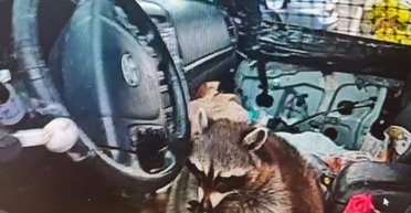 Неожиданный поворот: в США полиция обнаружила енота, который пытался скрыть наркопреступления владелицы