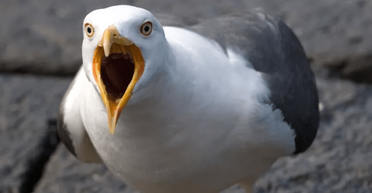 Попала в больницу: 70-летняя пенсионерка пострадала от разъяренной чайки (фото)