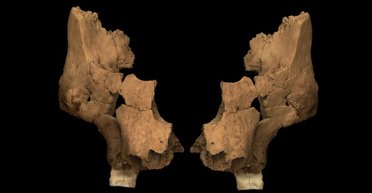 Неизвестный и неуловимый: древние останки свидетельствуют о существовании еще одного предка человека (фото)