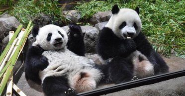 Китай отбирает у Японии панд, которые там жили 53 года